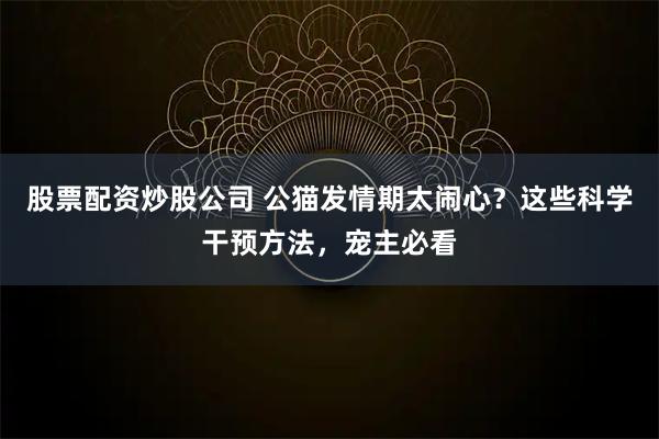 股票配资炒股公司 公猫发情期太闹心？这些科学干预方法，宠主必看